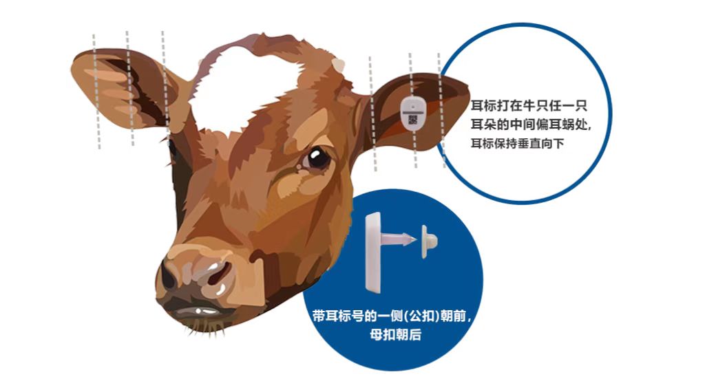 耳标配套图片.jpg